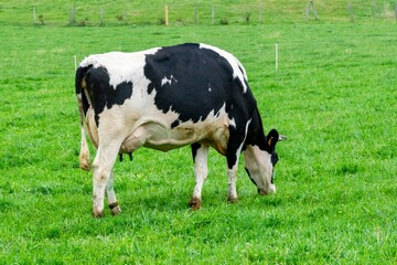 view of holstein cow in pasture