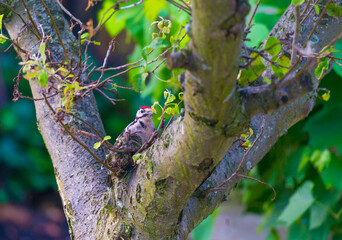 Woodpecker in a green apple tree in a garden in sunlight in summer, Almere, Flevoland, Netherlands, July 31, 2021