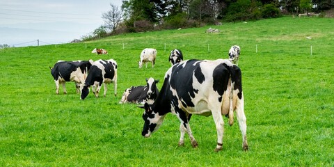 view of holstein cow in pasture - obrazy, fototapety, plakaty