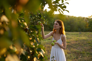 pretty woman in white dress picking apples from a tree in a field