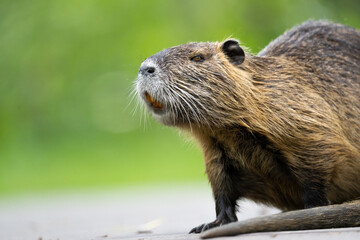 Nutria im Focus in der Wildnis vor unscharfen grünen Hintergrund