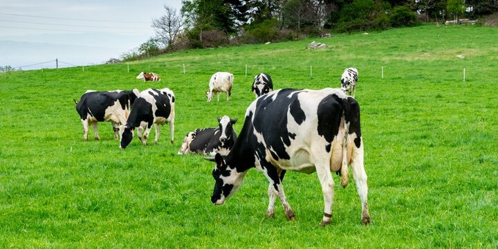 view of holstein cow in pasture