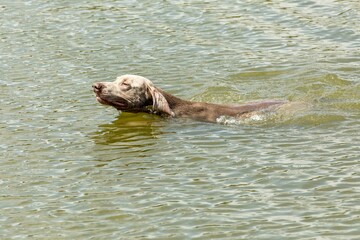 Dog's head in the water. Weimaraner dog in the lake. Summer day on the hunt. Hunting season. Hunting dog in the water.
