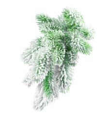 Fir branch in the snow isolated on a white background.