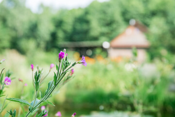 wooden house on the green grass field