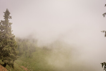 Fototapeta na wymiar misty morning mist in the forest