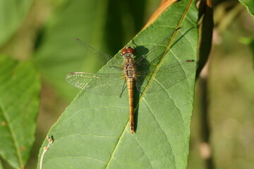 Blutrote Heidelibelle Weibchen