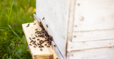 Bees collect pollen from the flowers and carry it to the hive. The concept of breeding bees for honey, beekeeping