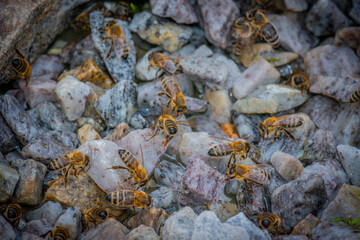honey bees, Apis mellifera, in close up drinking water from a stream