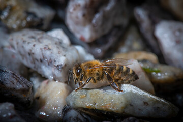 honey bee, Apis mellifera, in close up drinking water from a stream