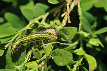 Raupe des Buchsbaumzünslers im Buchsbaum