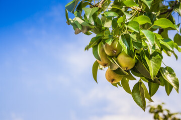 Unripe green pears, Orchard. Young pear tree. Ripe fruit harvest. Summer. Pears on the blue sky background