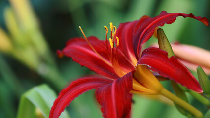 Closeup shot of a daylily hybrid crimson pirate flower in the garden