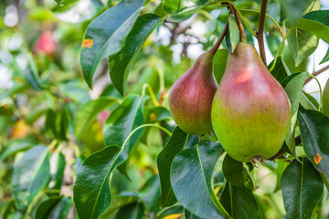 Unripe green and red pears. Young pear tree. Ripe fruit harvest.