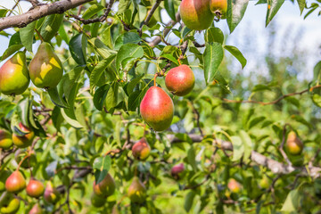 Unripe green and red pears. Young pear tree. Ripe fruit harvest. Summer.
