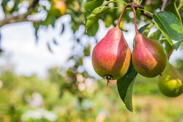Unripe green and red pears. Young pear tree. Ripe fruit harvest. Summer.