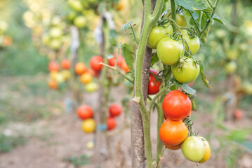 tomato. tomatoes ripen in the garden. eco food. homemade grown food. vegetarian products. fresh vegetables. cherry tomato.