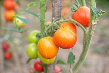 tomato. tomatoes ripen in the garden. eco food. homemade grown food. vegetarian products. fresh vegetables. cherry tomato.