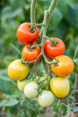 tomato. tomatoes ripen in the garden. eco food. homemade grown food. vegetarian products. fresh vegetables. cherry tomato.