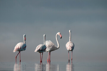 African Flamingos in Azure Lagoon - Wild Birds in Natural Habitat, Premium Wildlife Photography for Conservation Projects
