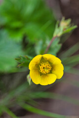 wild plants, wild flowers, 夏の高山の山野草