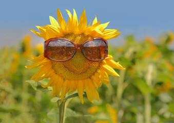 Smiling sunflower in summer hat and sunglasses as concept carefree mood of healthy lifestyle for positive banner.	
