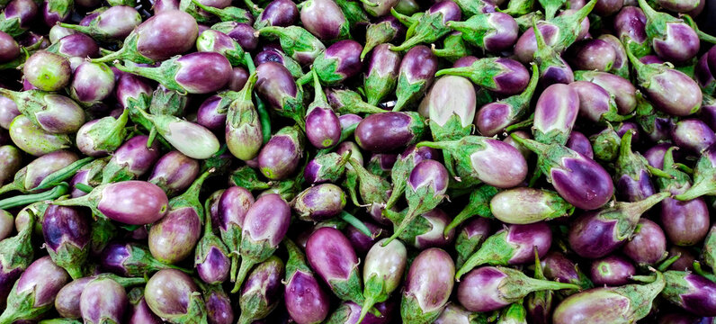 A pile of fresh raw eggplants also known as brinjal or aubergine