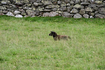 black sheep in long grass