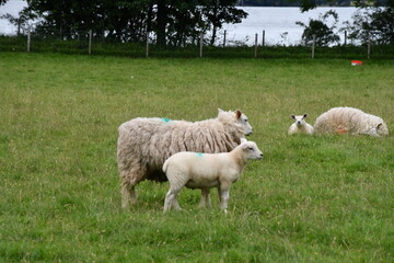 Obraz premium sheep and lambs