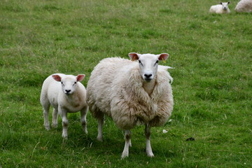 Obraz premium sheep and lamb