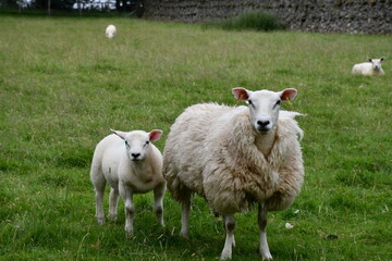 sheep and lamb
