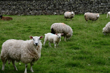 Obraz premium sheep and lambs
