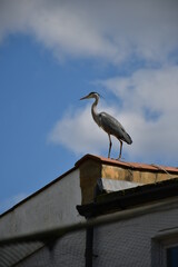 heron on a roof