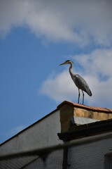 heron on the roof