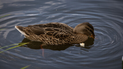 duck in water