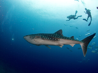 Scuba divers with giant whale shark. Underwater activity in Thailand.