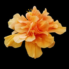 Beautiful peach colored hibiscus with a black background