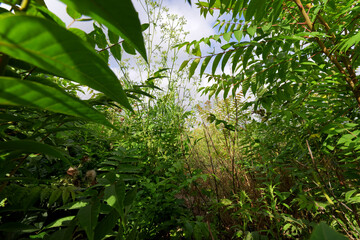 Grand Paris wasteland in summer season.  Ivry-sur-Seine