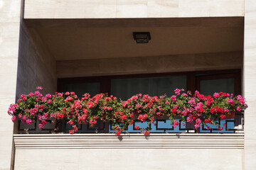 Fototapeta na wymiar pink pelargonium flowers on the terrace railing in sunlight