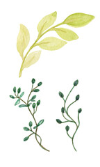 Obraz premium Watercolor botanical decorative illustration for wedding invitation card.Foliage blooming.Spring Green twigs and leaves watercolor set of watercolor green plants. Delicate twigs and leaves on a white
