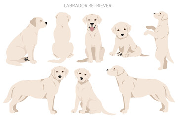Labrador retriever dogs in different poses and coat colors clipart - obrazy, fototapety, plakaty