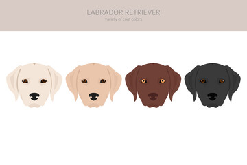 Labrador retriever dogs in different poses and coat colors clipart