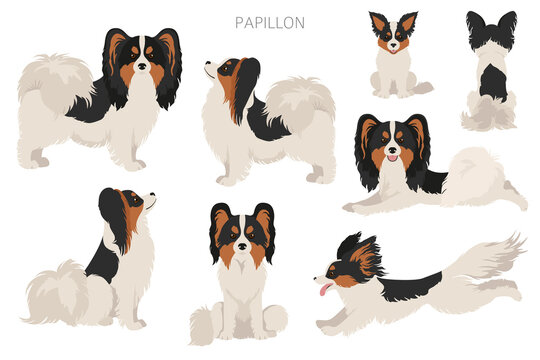 パピヨン」の写真素材 | 73,609件の無料イラスト画像 | Adobe Stock