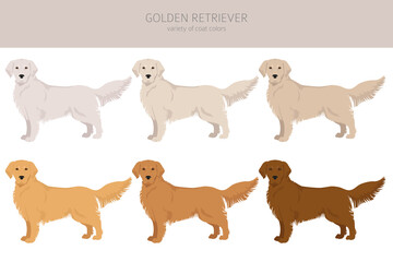 Golden retriever dogs in different poses and coat colors clipart