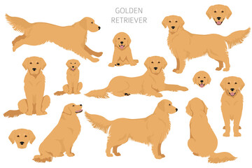 Golden retriever dogs in different poses and coat colors clipart - obrazy, fototapety, plakaty