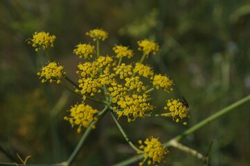 Wildblume in Frankreich