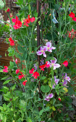 Clematis Piilu and sweet peas intertwined on the steel frame