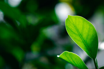Closeup nature green leaf on blurred greenery background in garden in the morning with sunlight. copy space for text as background natural green plants, ecology, fresh wallpaper concept.