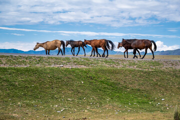 Obraz premium horses on the meadow