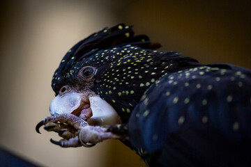 Black Cockatoo